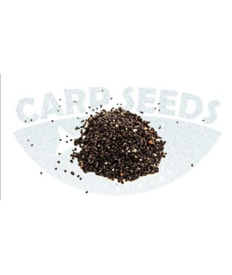 kaper sklep Carp Seeds Konopie zanętowe z Chili Box 4kg
