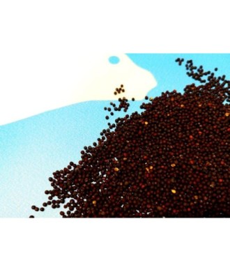 Carp Seeds rzepik Surowy 5kg